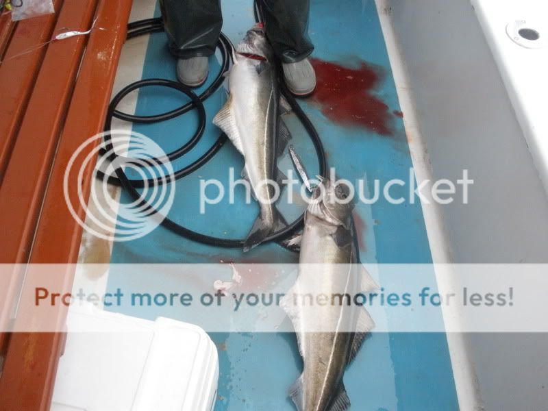 Eastman's Cod / Haddock Jig a Thon BASS BARN